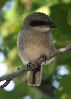 Cendet - Loggerhead Shrike (Lanius ludovicianus)   Immature South Carolina